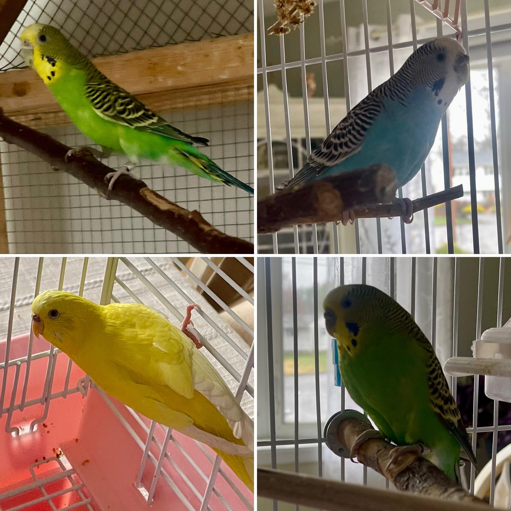 Swoosh, a Adoptable Parakeet (Other) in Andover, CT image 4/6