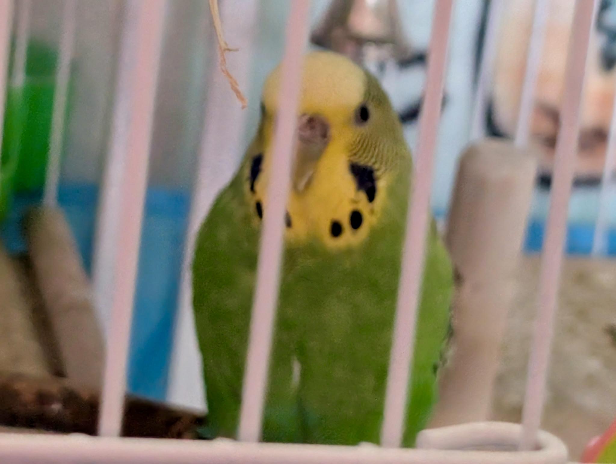 Swoosh, a Adoptable Parakeet (Other) in Andover, CT image 6/6
