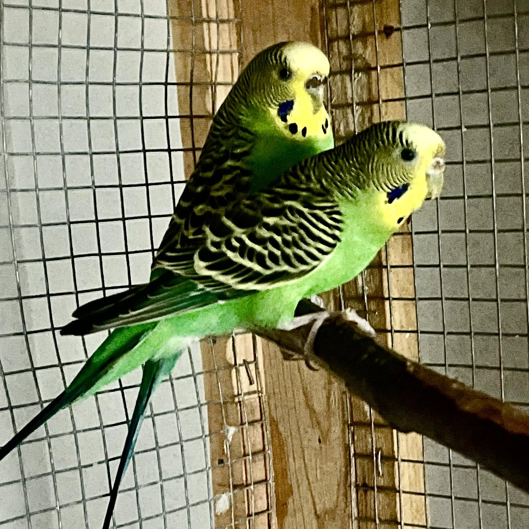 Swoosh, Adoptable, Young Female Parakeet (Other).