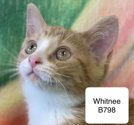 Enlarge Whitnee, a ADOPTABLE Domestic Short Hair in Morganton, NC image 1/2