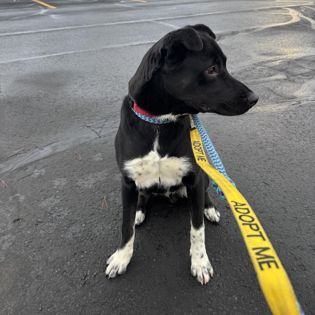 Shades, Adoptable, Young Male Mixed Breed.