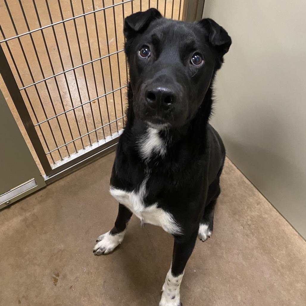 Shades, Adoptable, Young Male Mixed Breed.