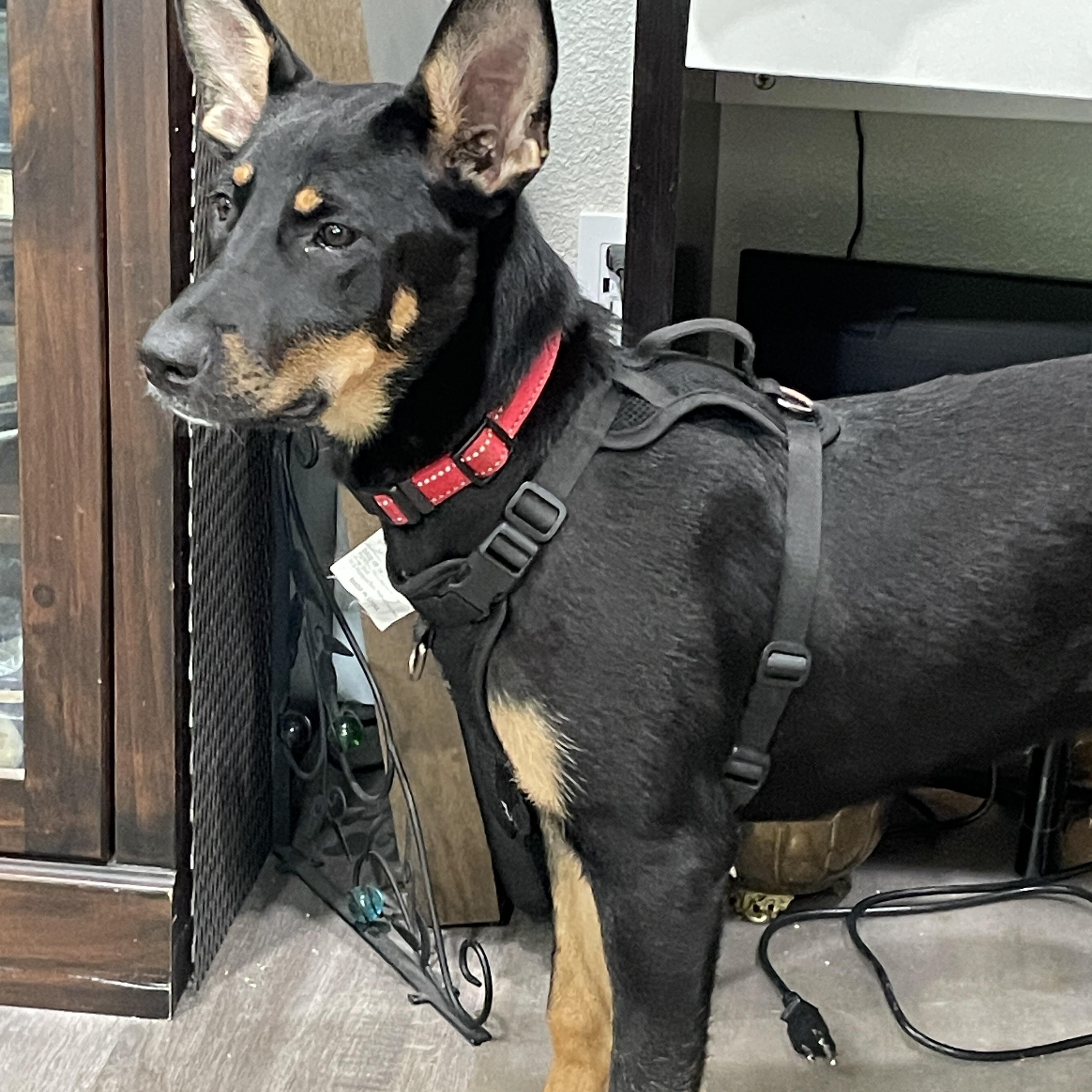 Meet Malia The Quietly Confident and Loving German Shepherd Puppy Introducing Malia a female Germ