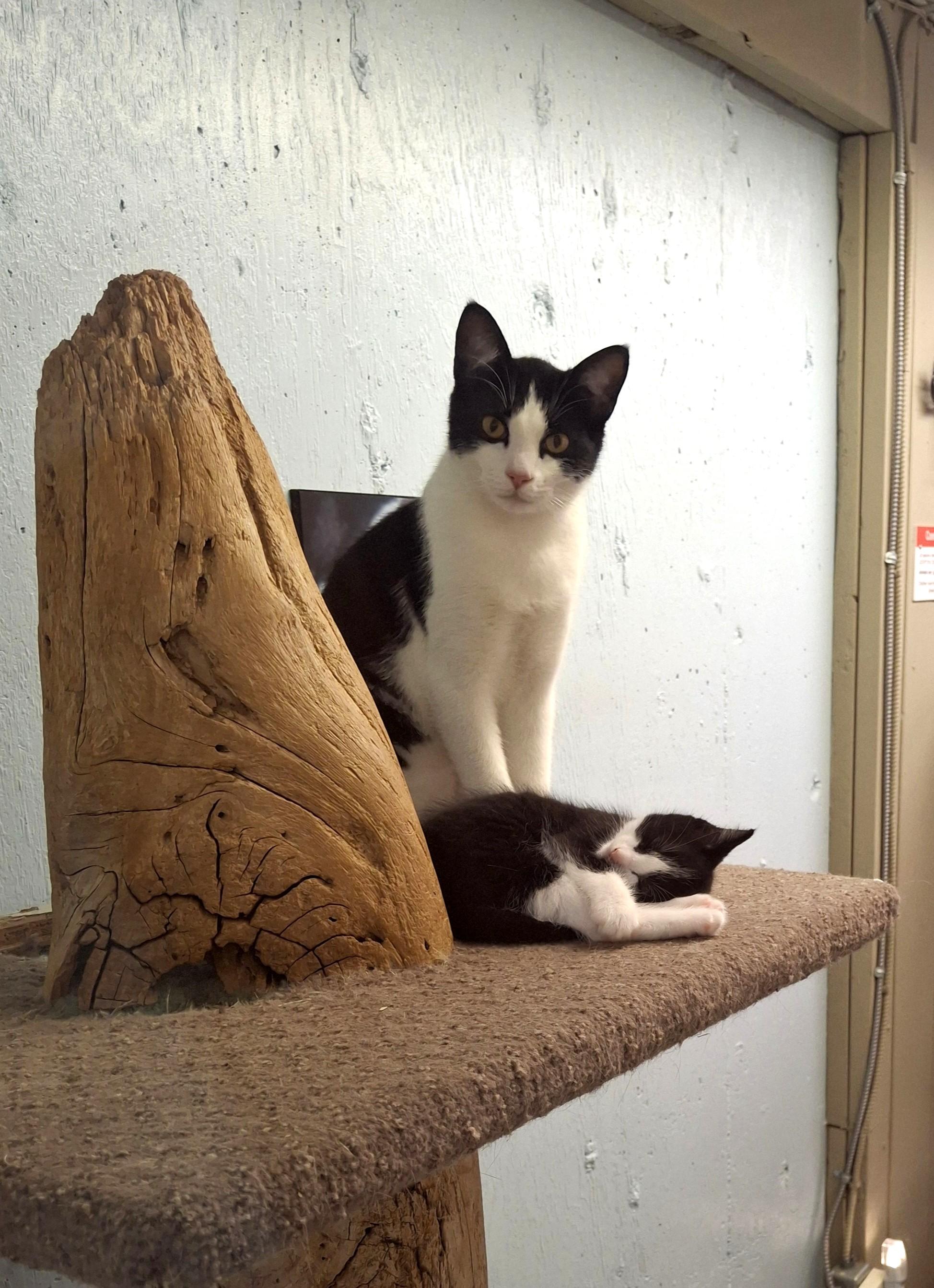 Enlarge Dewie, a Adopted Domestic Short Hair in Victoria, BC image 2/4