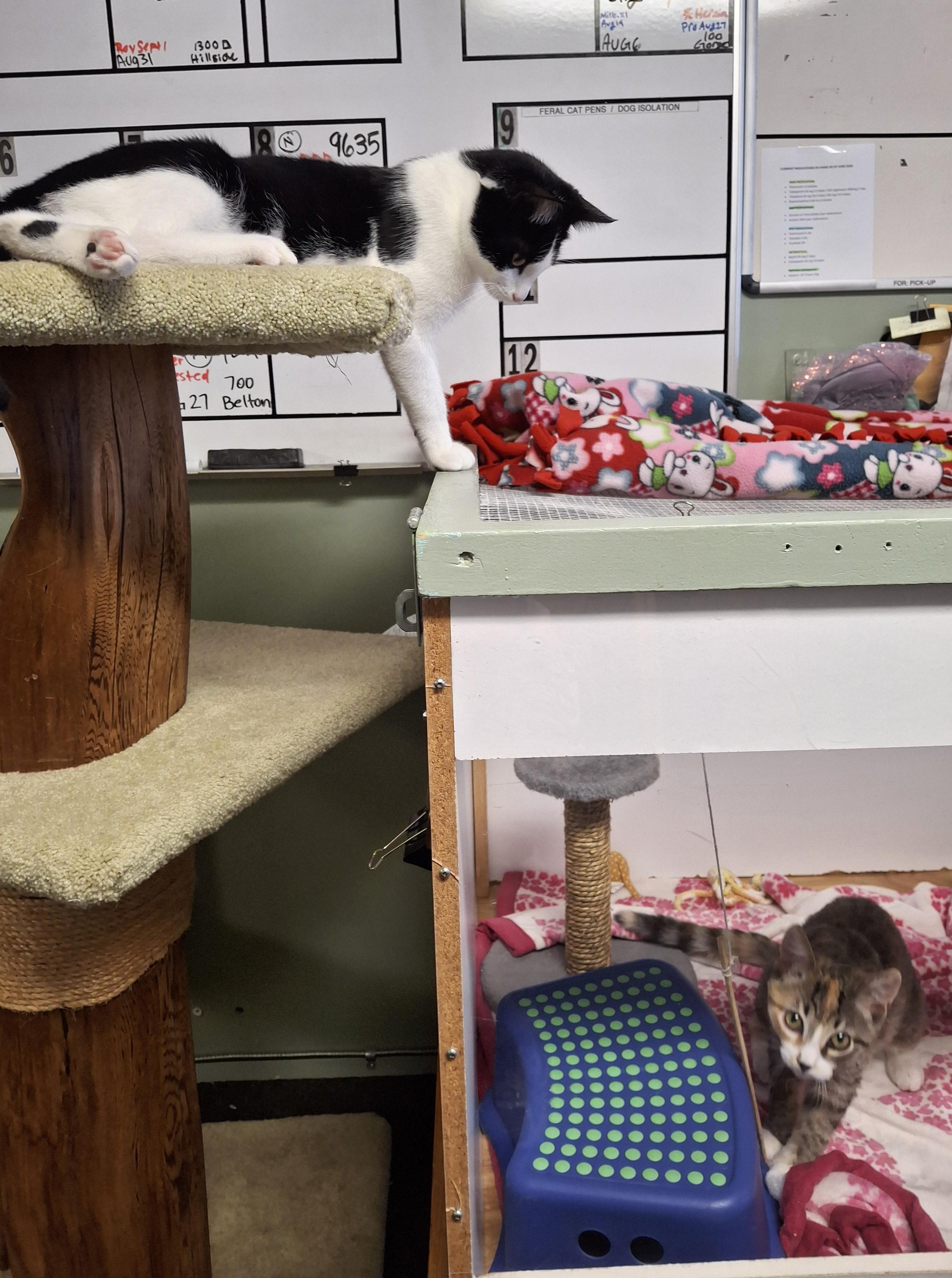 Enlarge Dewie, a Adopted Domestic Short Hair in Victoria, BC image 3/4