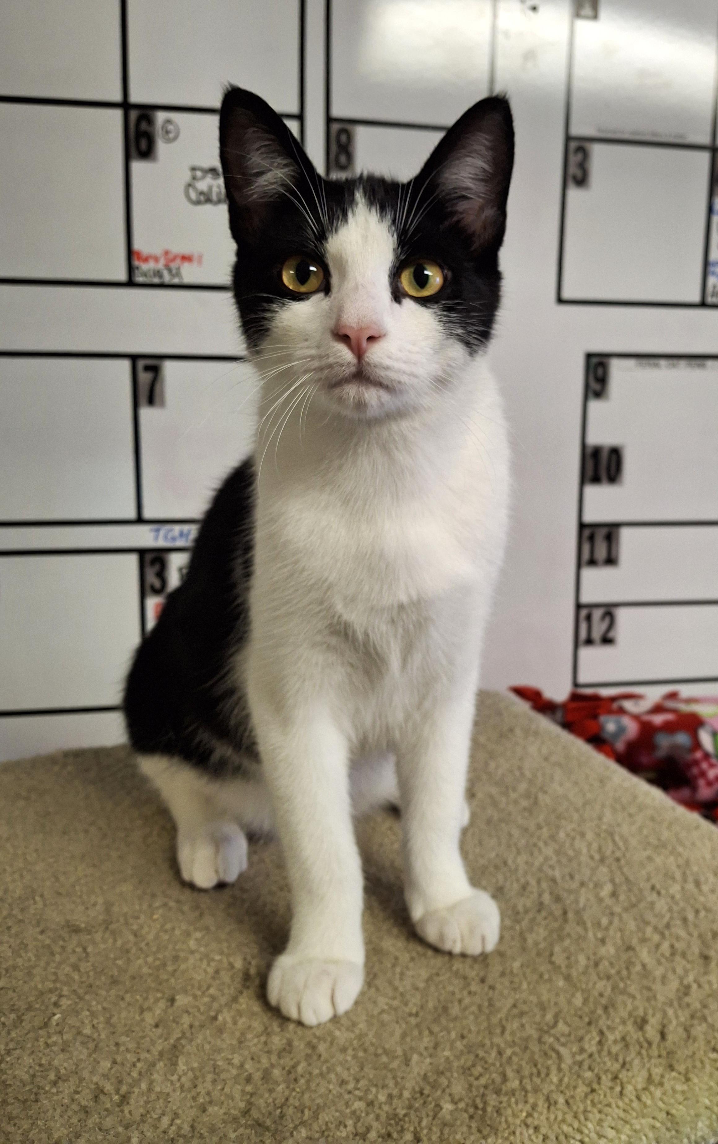 Dewie, Adopted, Young Male Domestic Short Hair.