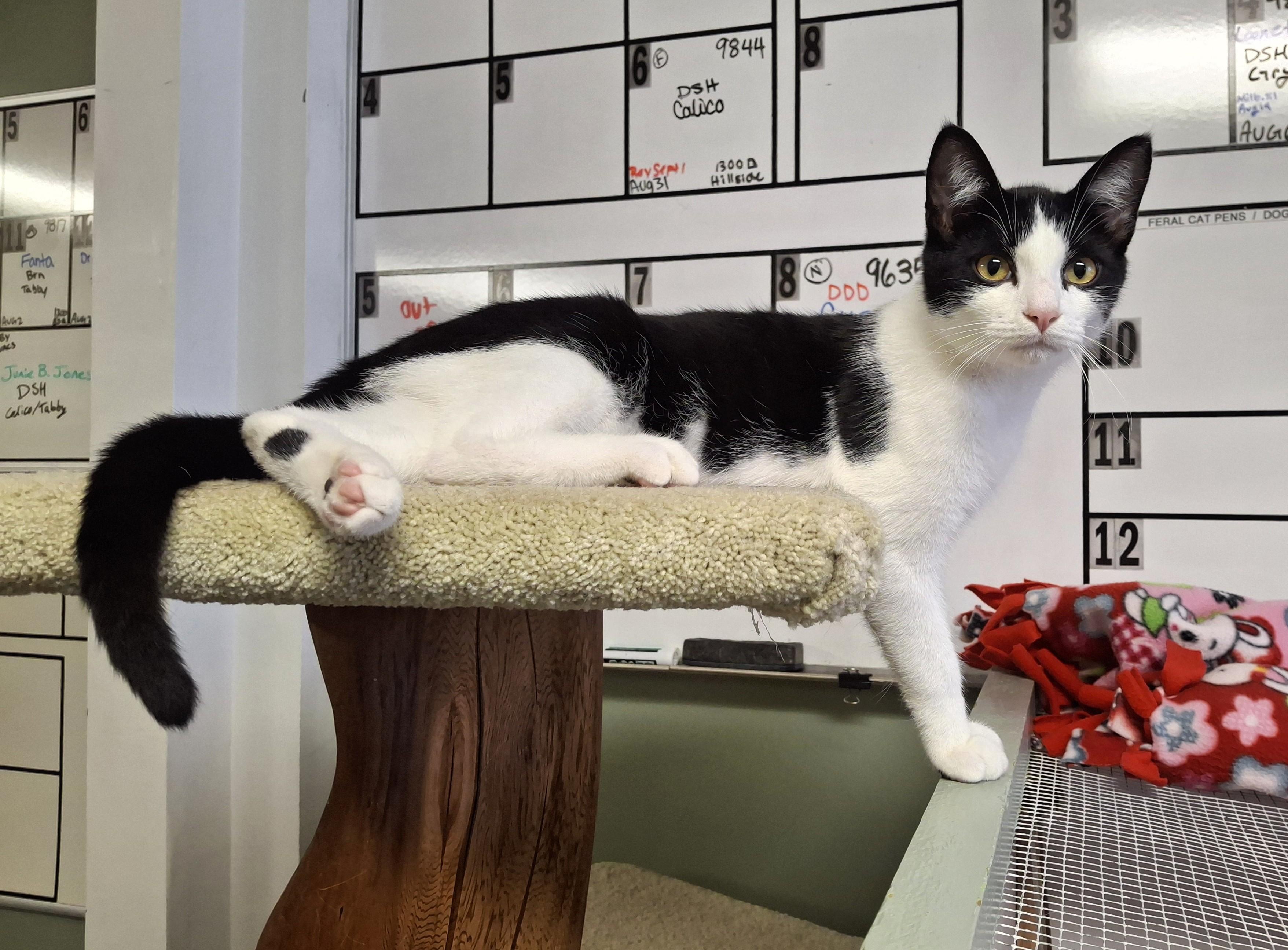 Enlarge Dewie, a Adopted Domestic Short Hair in Victoria, BC image 4/4