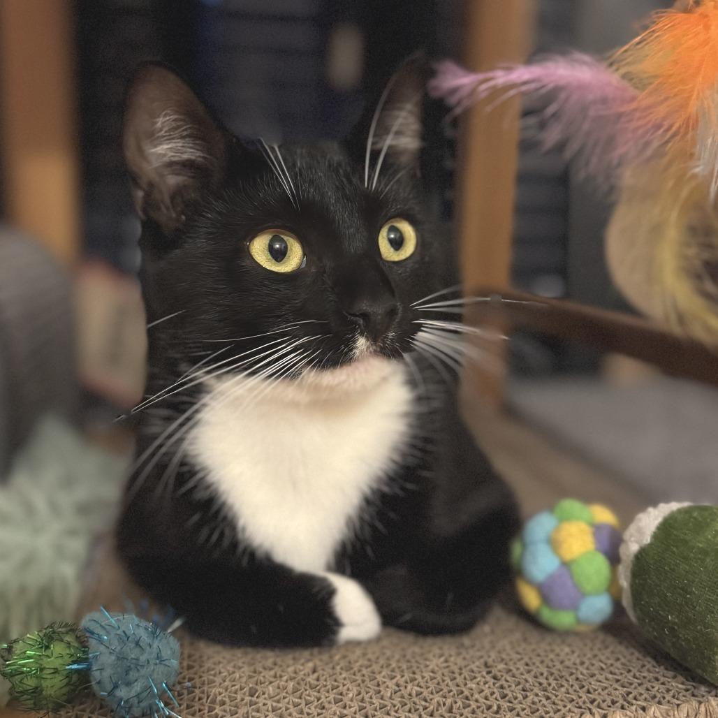 Momo — thumbnail 2