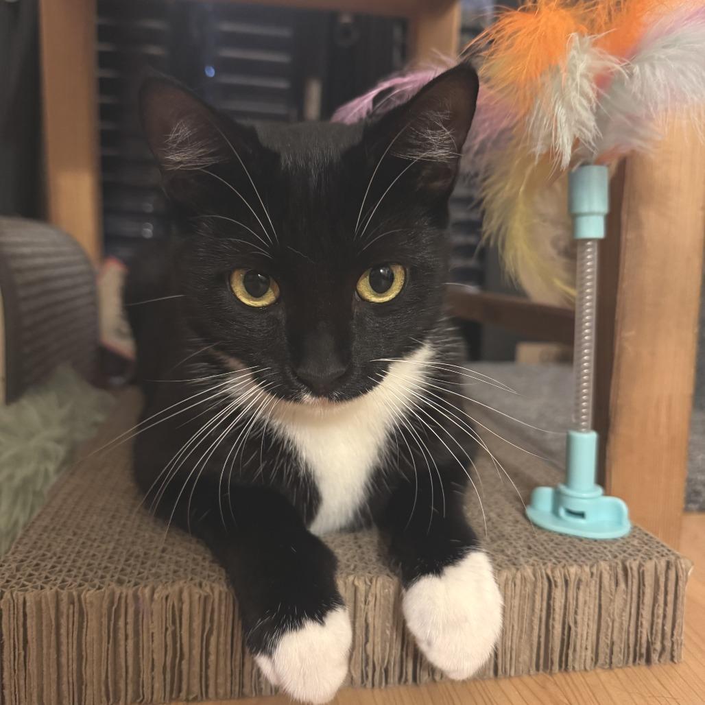 Momo — thumbnail 3