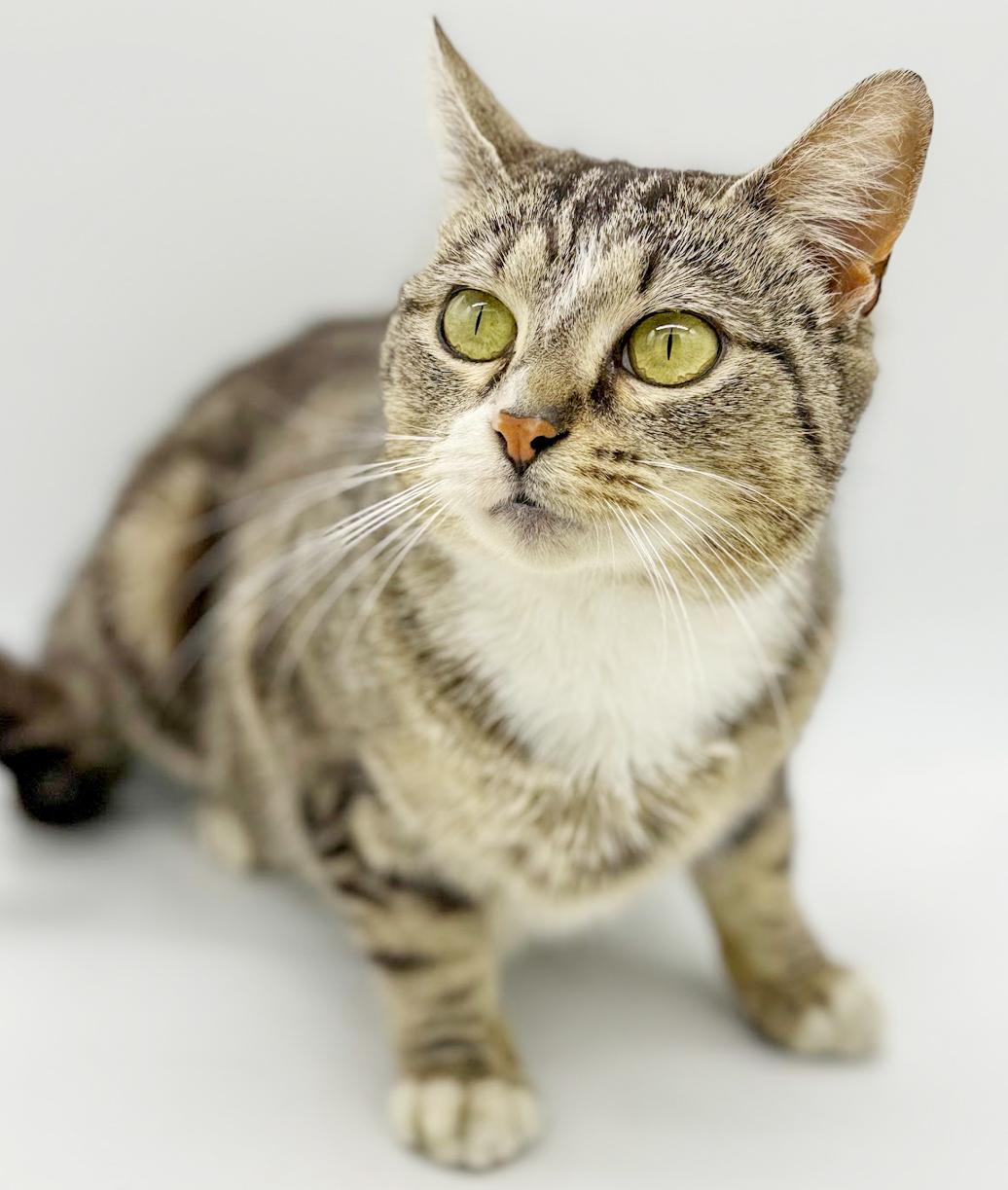 Enlarge Pippy is spectacular and SPECIAL - THERAPY CAT!  VIDEO of this cat dog kid lovin' kitty!, an adopted mixed breed in Bedford Hills, NY image 1/6