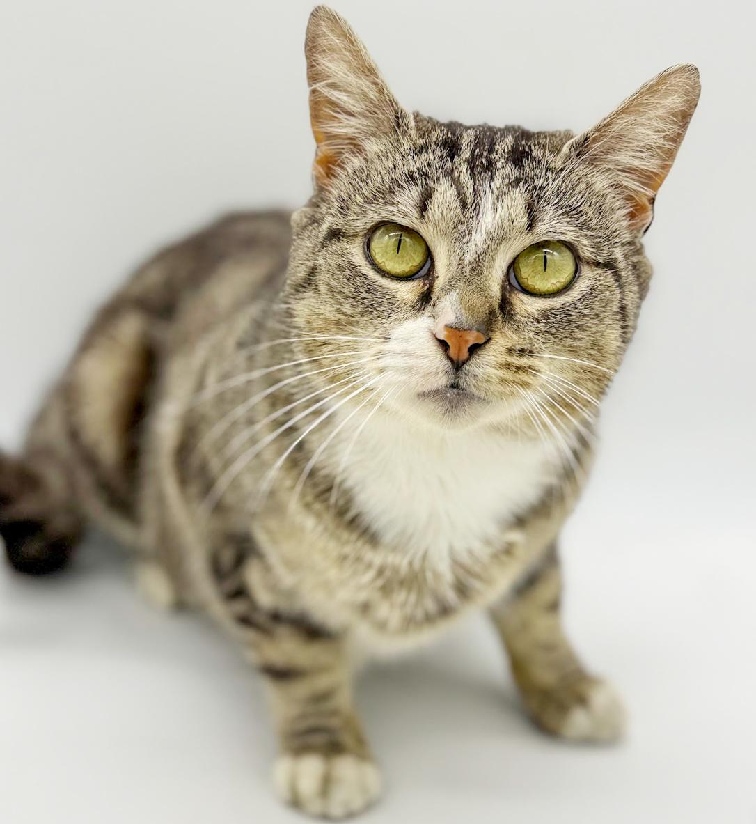 Enlarge Pippy is spectacular and SPECIAL - THERAPY CAT!  VIDEO of this cat dog kid lovin' kitty!, an adopted mixed breed in Bedford Hills, NY image 3/6