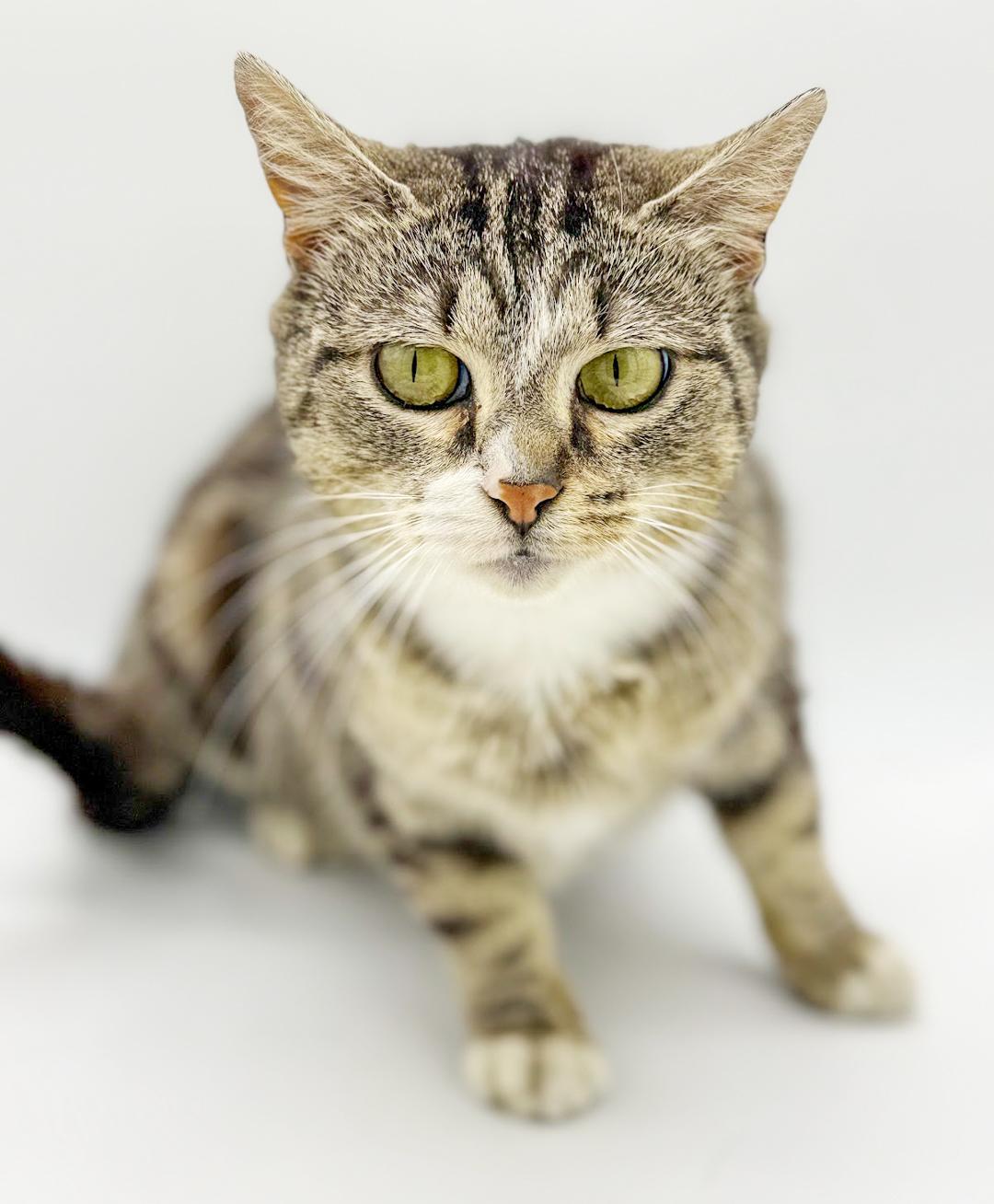 Enlarge Pippy is spectacular and SPECIAL - THERAPY CAT!  VIDEO of this cat dog kid lovin' kitty!, an adopted mixed breed in Bedford Hills, NY image 6/6