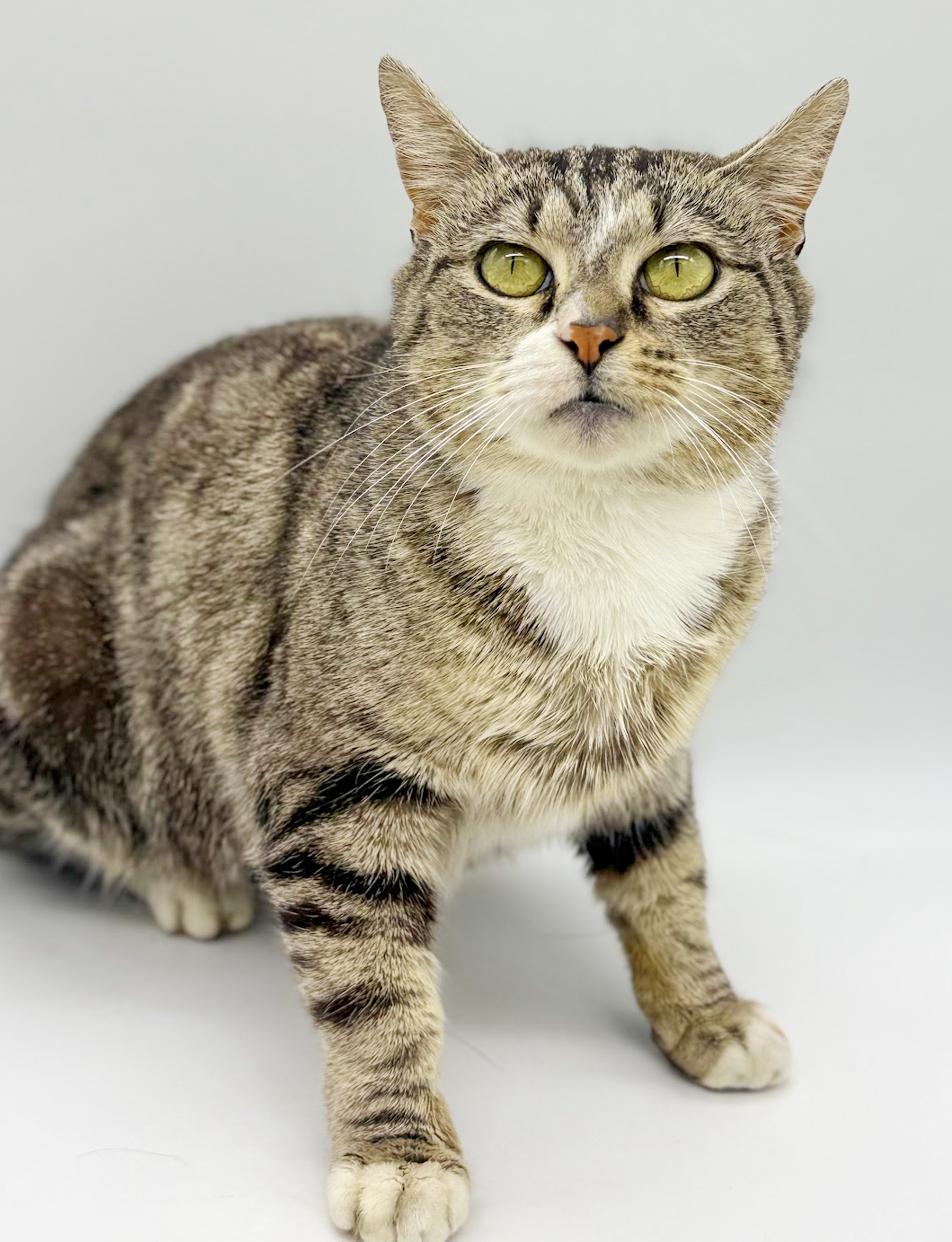 Enlarge Pippy is spectacular and SPECIAL - THERAPY CAT!  VIDEO of this cat dog kid lovin' kitty!, an adopted mixed breed in Bedford Hills, NY image 5/6
