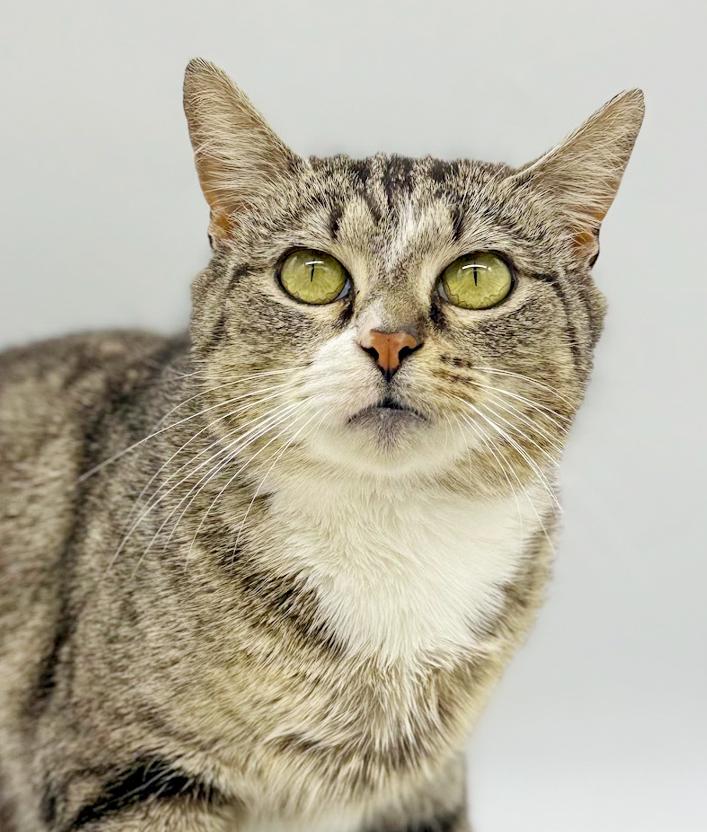 Enlarge Pippy is spectacular and SPECIAL - THERAPY CAT!  VIDEO of this cat dog kid lovin' kitty!, an adopted mixed breed in Bedford Hills, NY image 4/6