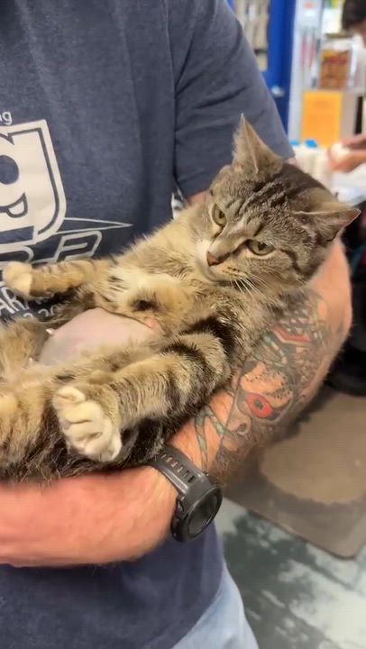 Enlarge Pippy is spectacular and SPECIAL - THERAPY CAT!  VIDEO of this cat dog kid lovin' kitty!, an adopted mixed breed in Bedford Hills, NY video 2/6