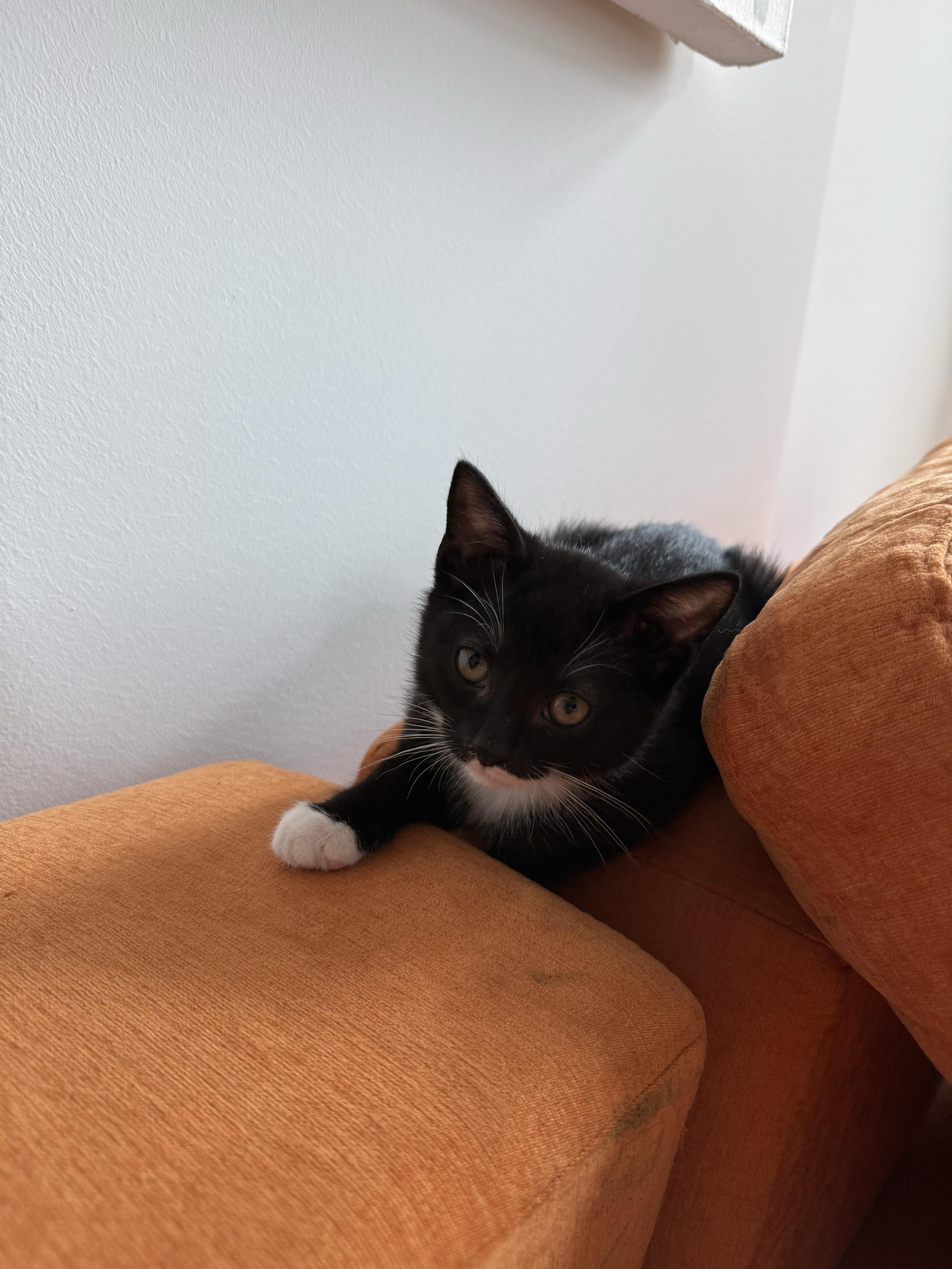 Vecna (bonded to Eleven), a ADOPTABLE Domestic Short Hair in Long Island City, NY image 3/6