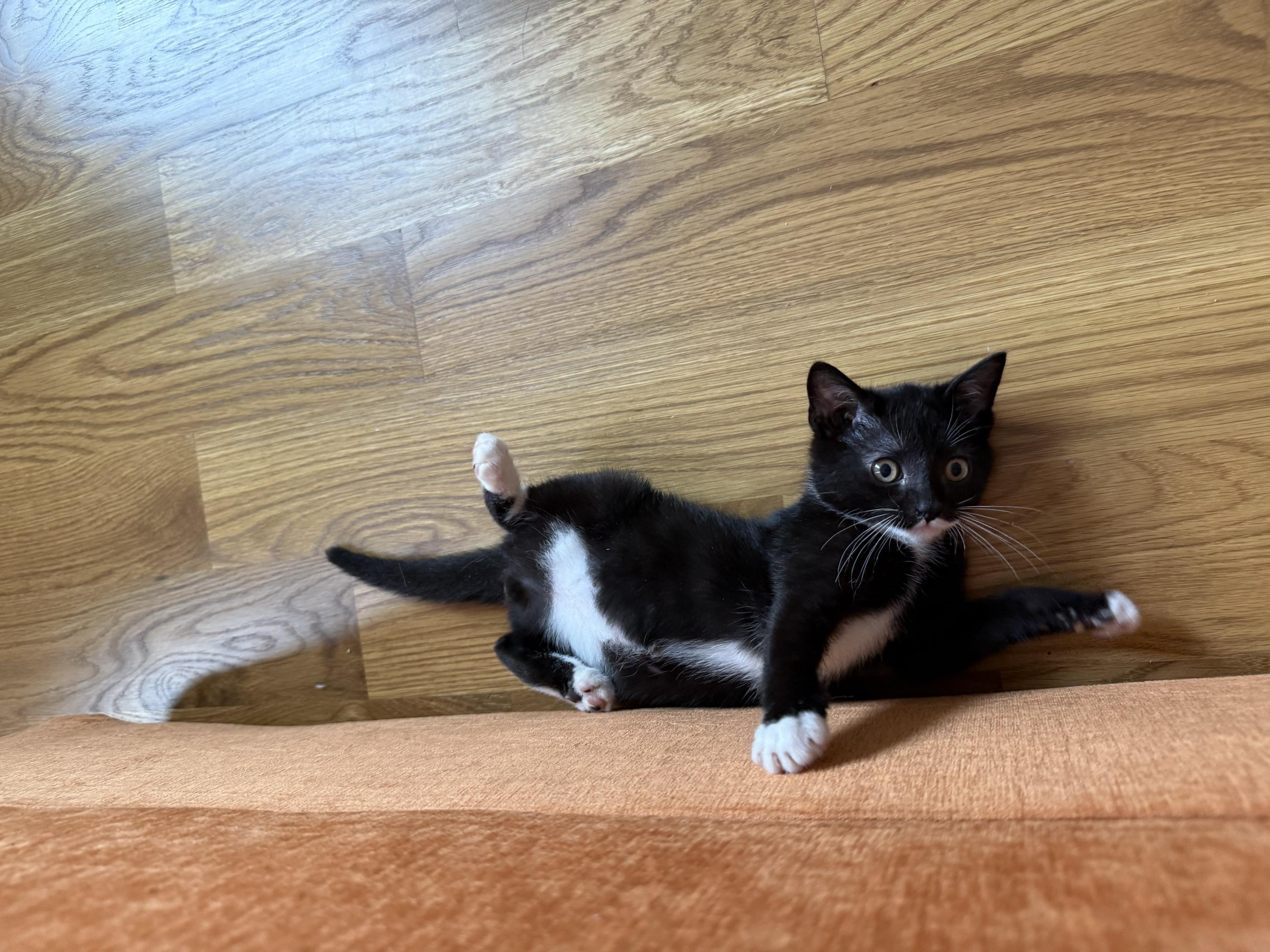 Vecna (bonded to Eleven), a ADOPTABLE Domestic Short Hair in Long Island City, NY image 2/6