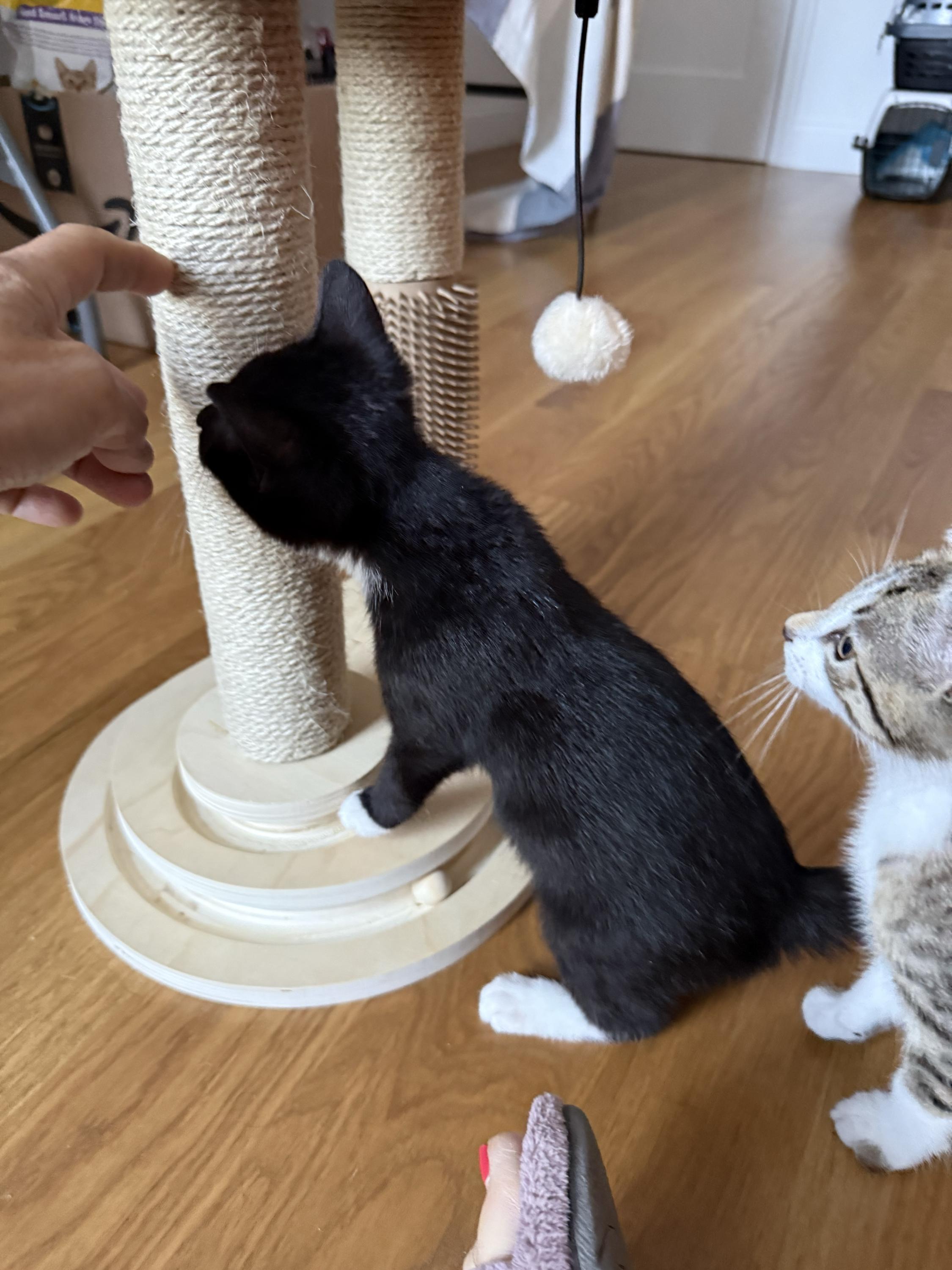 Vecna (bonded to Eleven), a ADOPTABLE Domestic Short Hair in Long Island City, NY image 4/6