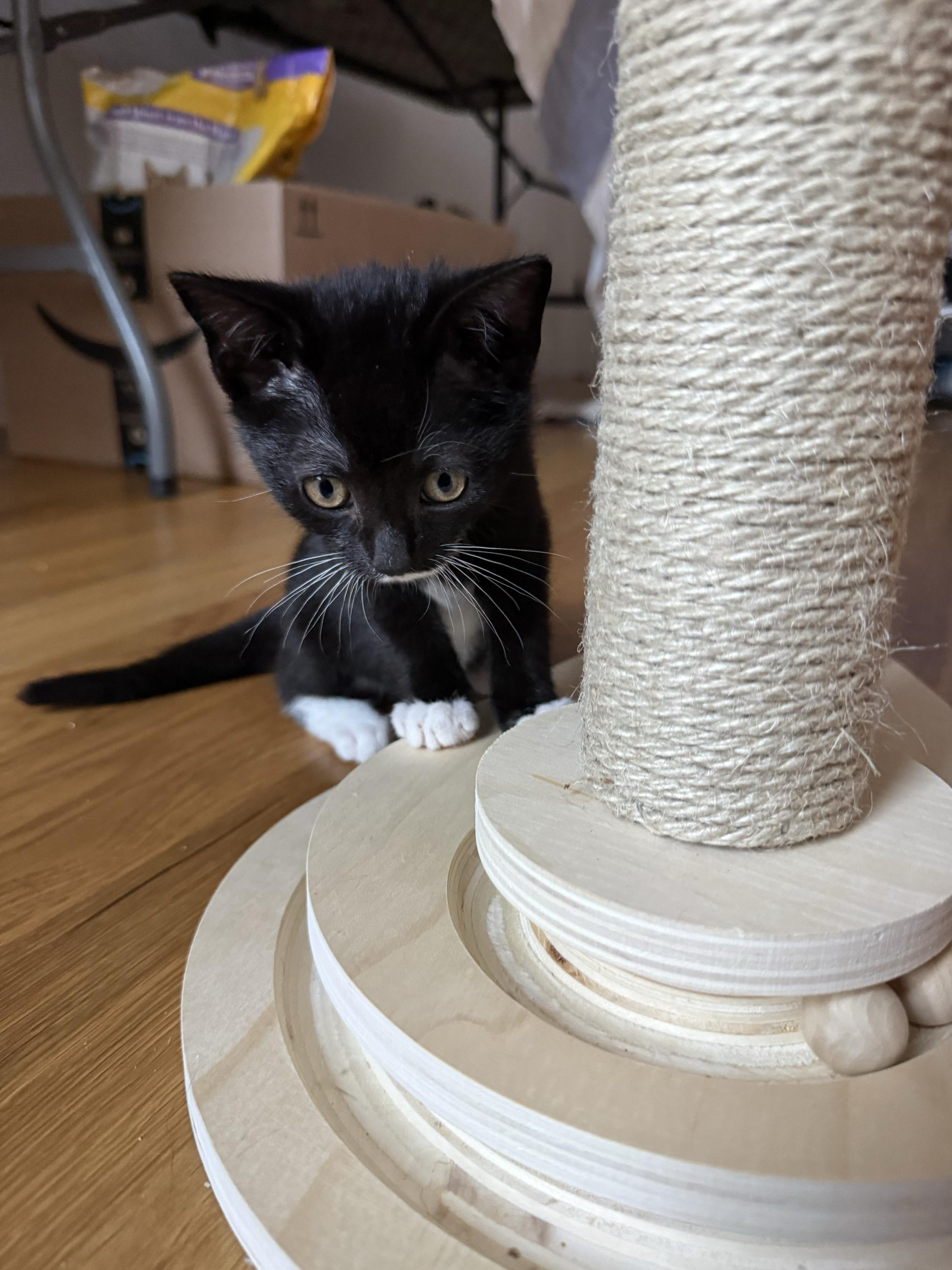 Vecna (bonded to Eleven), ADOPTABLE, Kitten Male Domestic Short Hair.