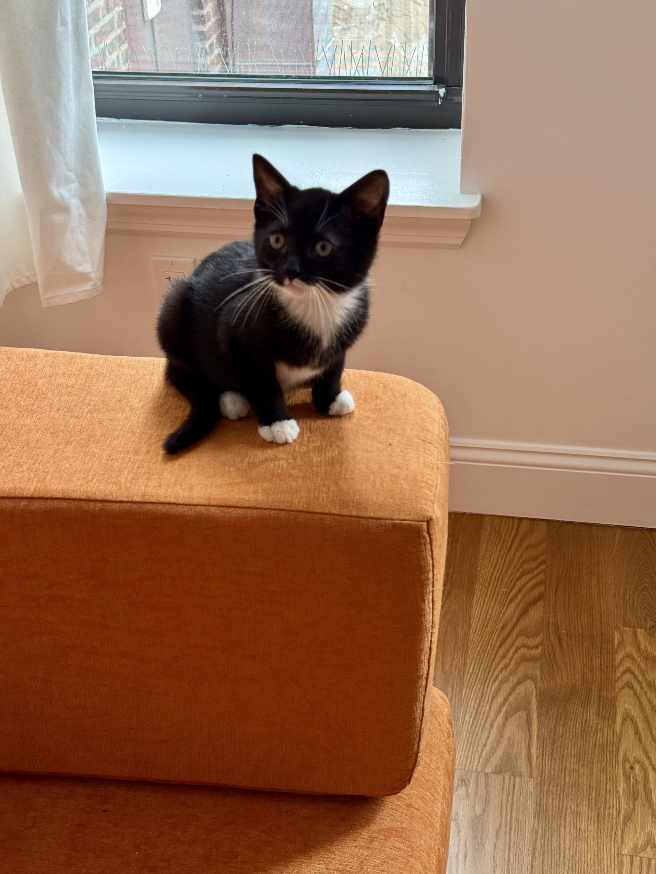 Vecna (bonded to Eleven), a ADOPTABLE Domestic Short Hair in Long Island City, NY image 5/6