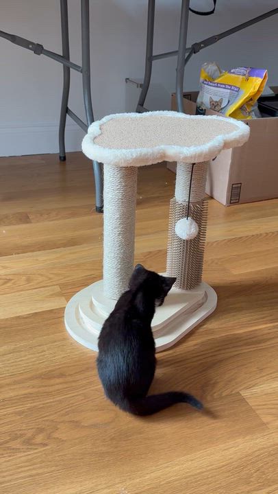 Enlarge Vecna (bonded to Eleven), a ADOPTABLE Domestic Short Hair in Long Island City, NY video 6/6