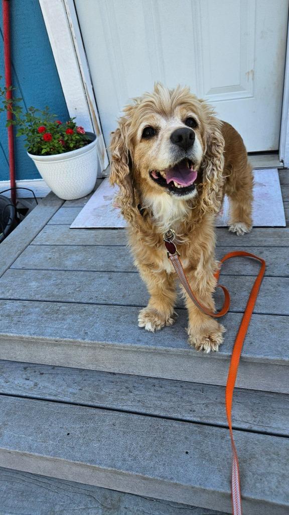 Calypso, Adoptable, Adult Female Cocker Spaniel.