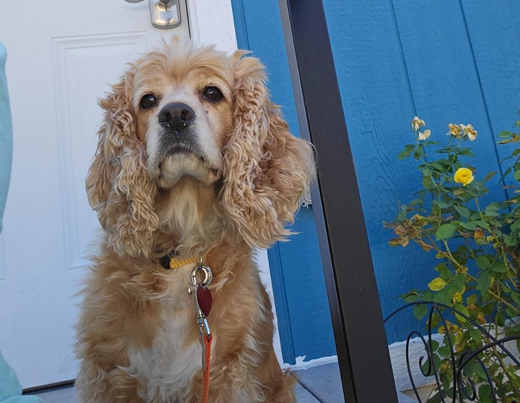 Enlarge Calypso, a Adoptable Cocker Spaniel in Austin, TX image 2/3
