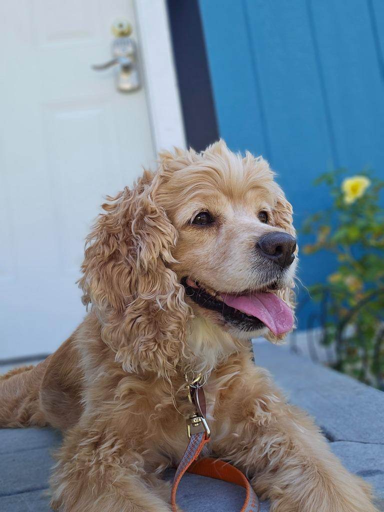 Enlarge Calypso, a Adoptable Cocker Spaniel in Austin, TX image 3/3