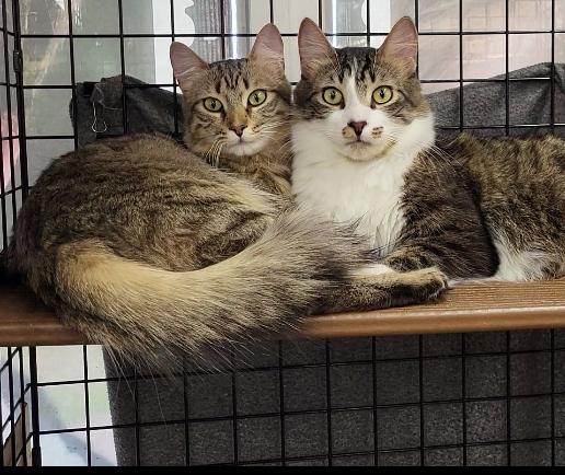 Eamon and Eloise (Bonded Pair)