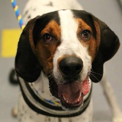 25-00749 BOONE, Adoptable, Adult Male Hound.