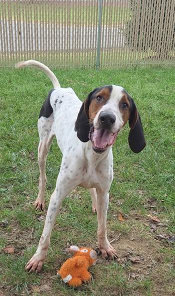 Enlarge 25-00749 BOONE, a Adoptable Hound in Fredericksburg, VA image 1/2