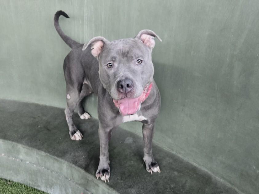 Enlarge VALERIE, a Adoptable Pit Bull Terrier in Van Nuys, CA image 1/1