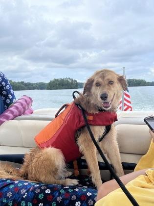 Prada, a Adoptable mixed breed in Cumming, GA image 1/3