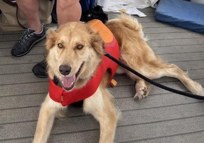 Prada, Adoptable, Adult Female Nova Scotia Duck Tolling Retriever & Great Pyrenees.