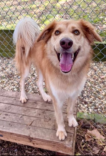 Enlarge Prada, a Adoptable mixed breed in Cumming, GA image 3/3