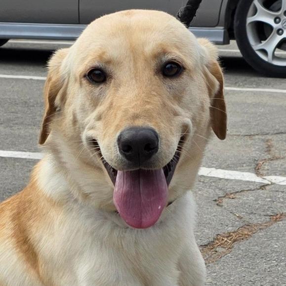 Enlarge Penny, a Adoptable Yellow Labrador Retriever in Mount Shasta, CA image 2/3
