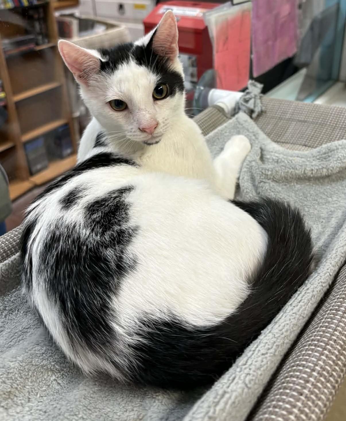 Enlarge Tinsel , a ADOPTABLE Domestic Short Hair in Ocean City, NJ image 1/1