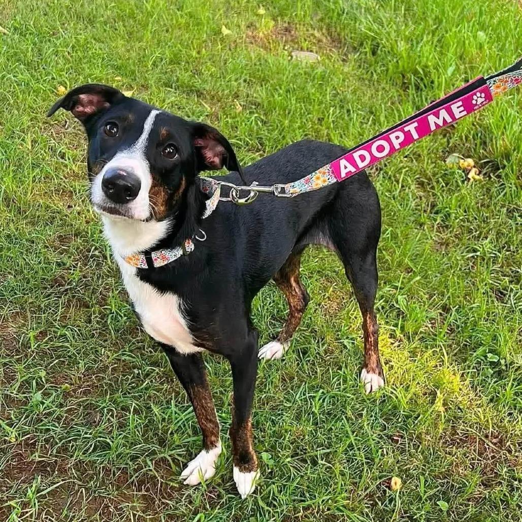 Enlarge Stella, a Adoptable mixed breed in Pittsburgh, PA image 1/1