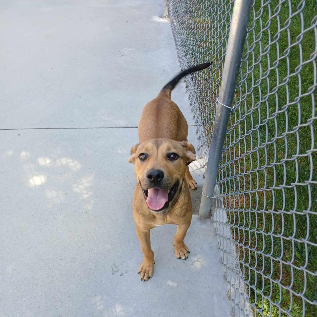 Enlarge Blueberry Jamboree, a Adoptable Mixed Breed in South Haven, MI image 1/6