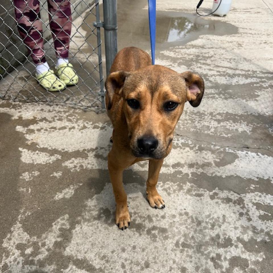 Enlarge Blueberry Jamboree, a Adoptable Mixed Breed in South Haven, MI image 2/6