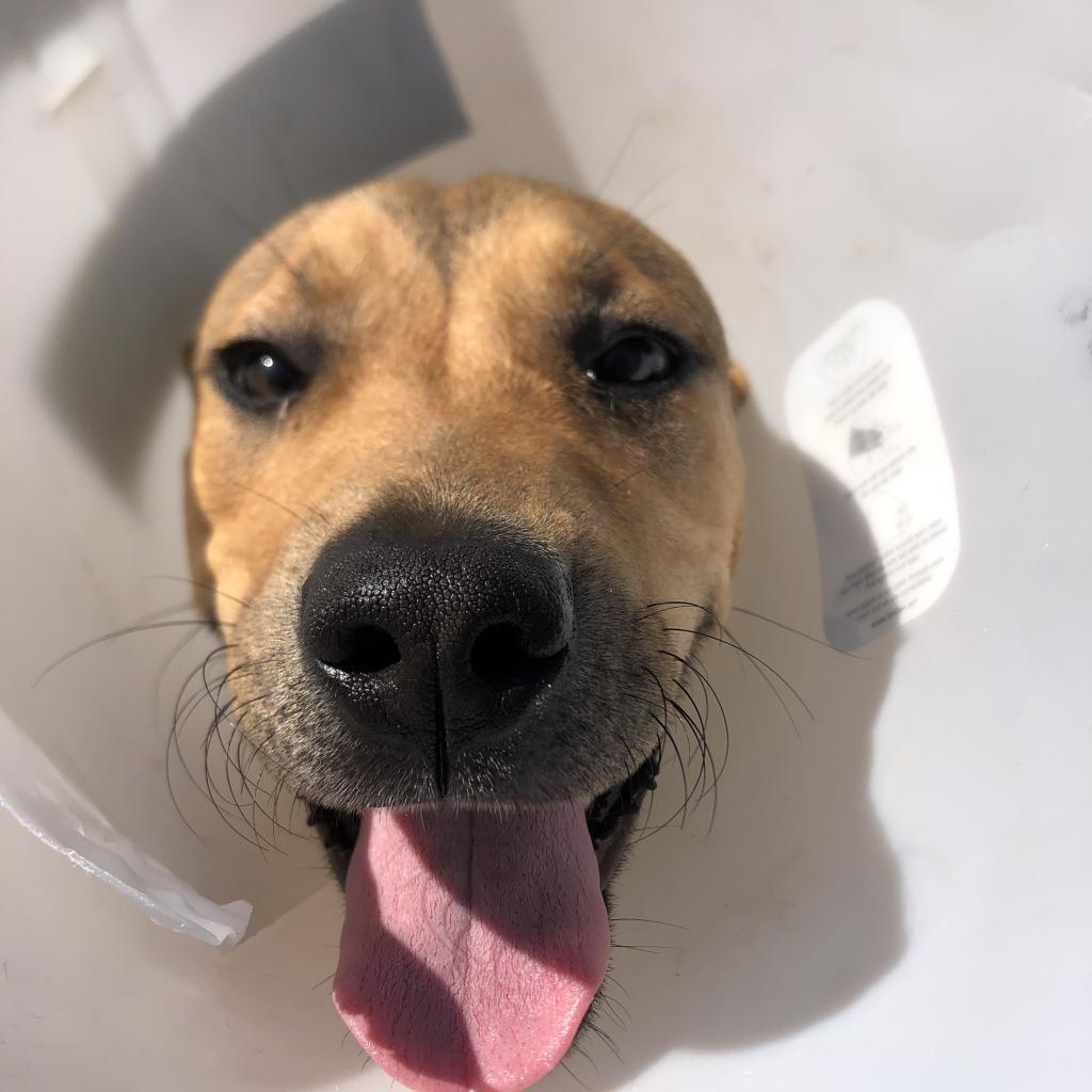 Enlarge Blueberry Jamboree, a Adoptable Mixed Breed in South Haven, MI image 5/6