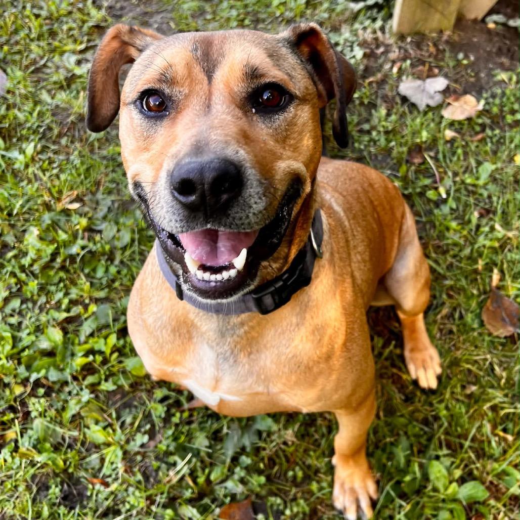 Enlarge Blueberry Jamboree, a Adoptable Mixed Breed in South Haven, MI image 6/6