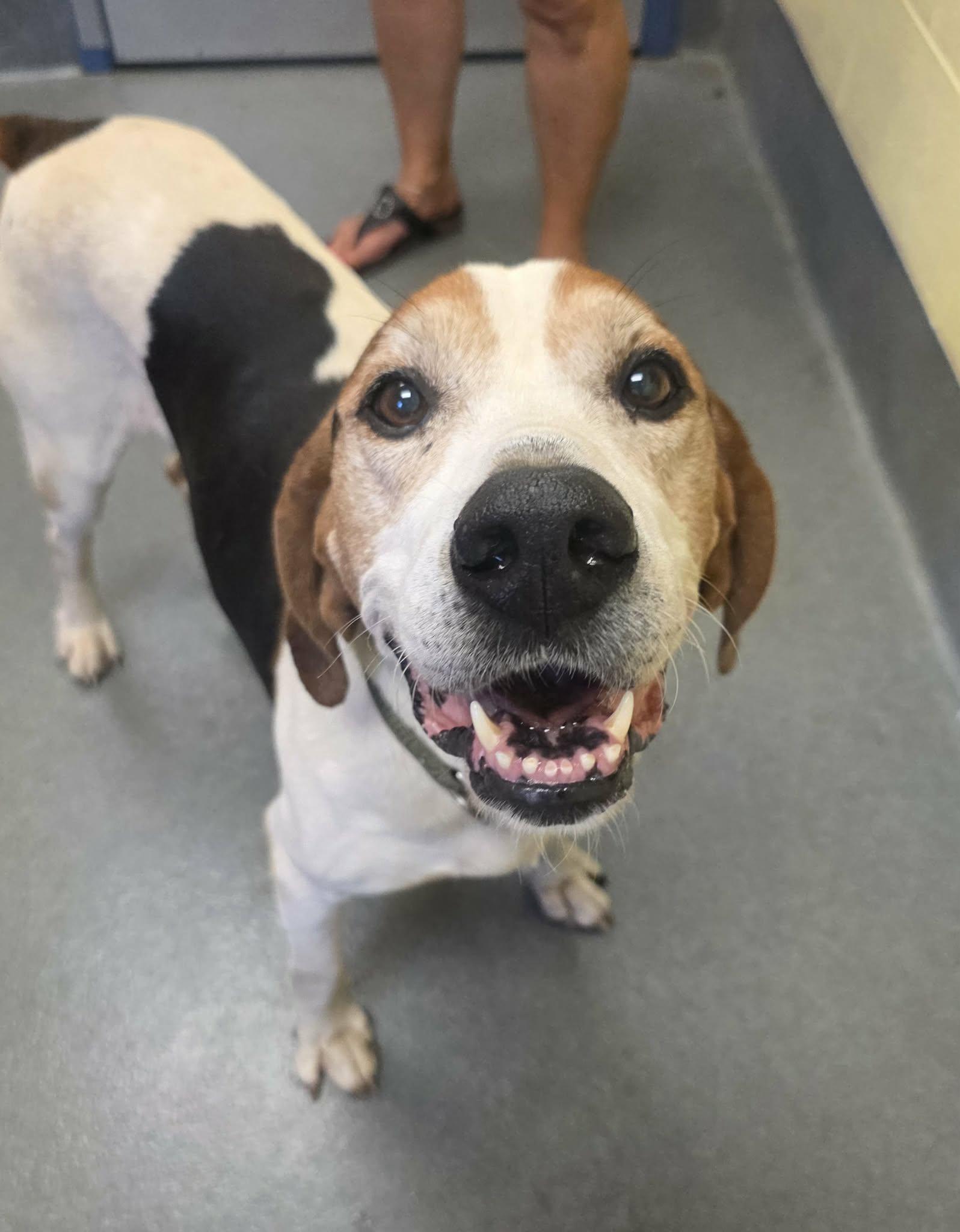 Archie, a ADOPTABLE Treeing Walker Coonhound in Amherst, VA image 3/6
