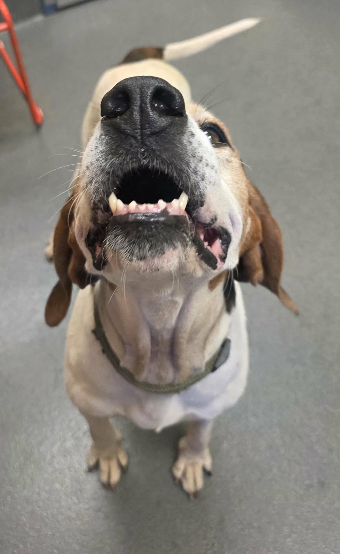 Archie, a ADOPTABLE Treeing Walker Coonhound in Amherst, VA image 5/6