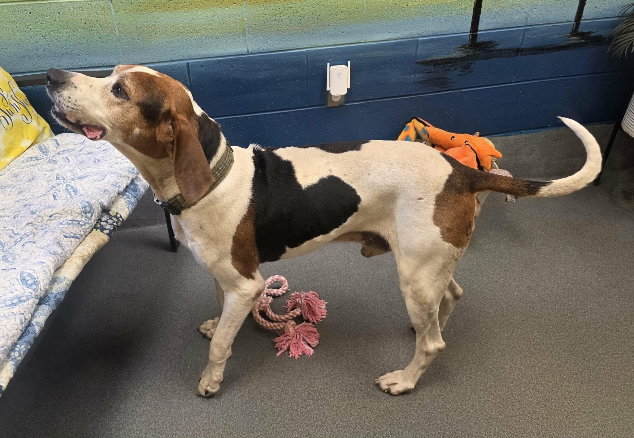 Archie, a ADOPTABLE Treeing Walker Coonhound in Amherst, VA image 6/6