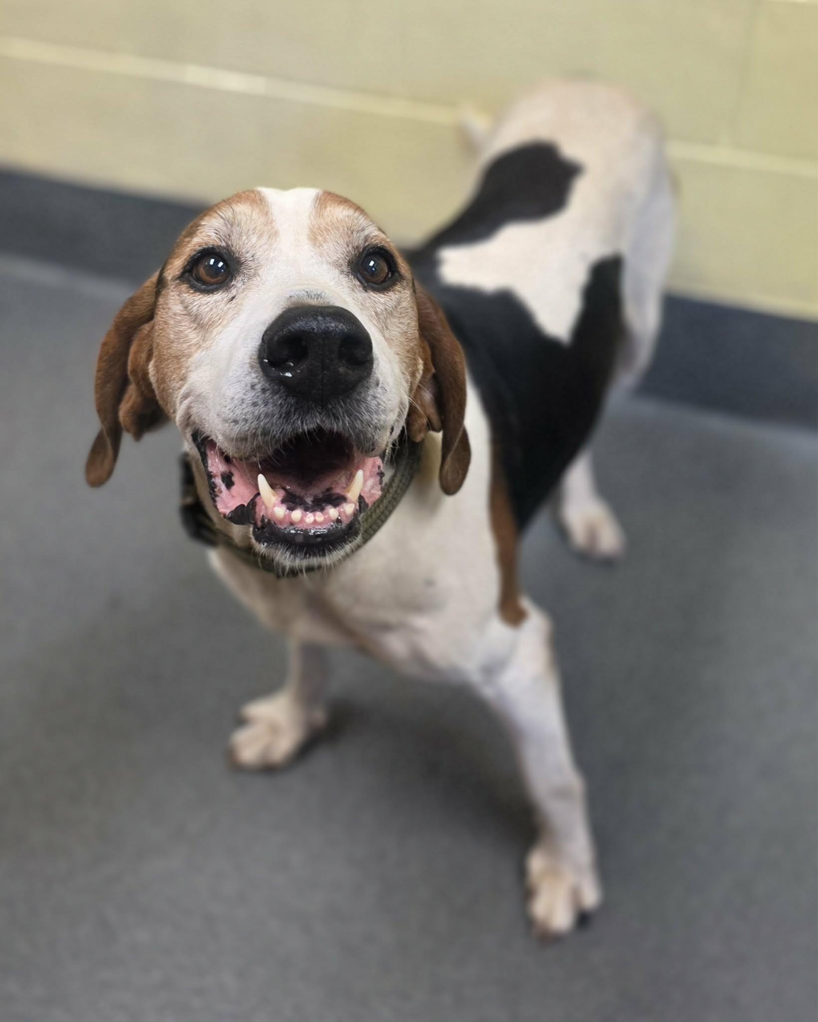 Archie, ADOPTABLE, Adult Male Treeing Walker Coonhound.