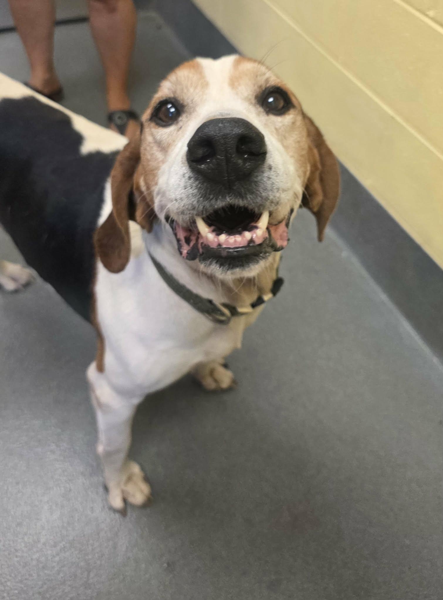 Archie, a ADOPTABLE Treeing Walker Coonhound in Amherst, VA image 4/6