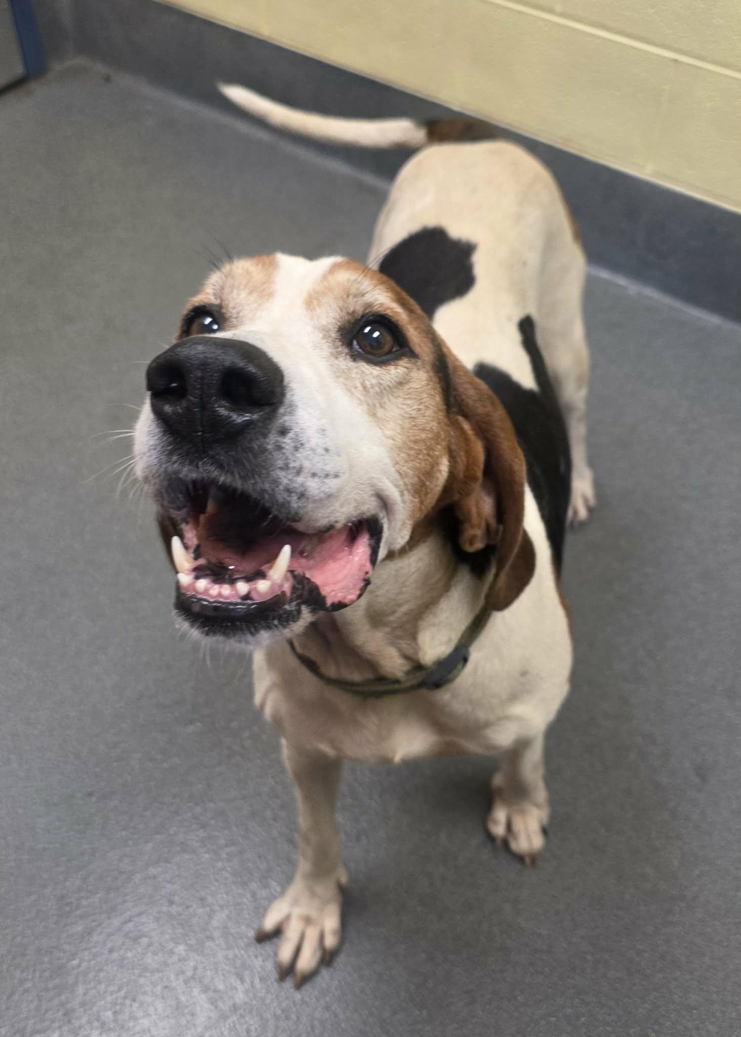 Archie, a ADOPTABLE Treeing Walker Coonhound in Amherst, VA image 2/6