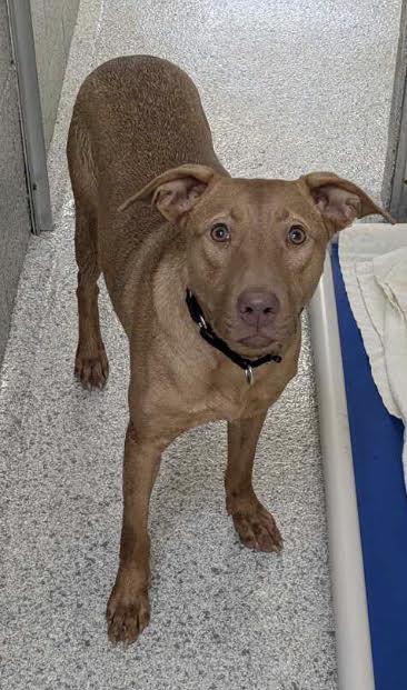 SHERA, Adoptable, Young Female Labrador Retriever & Mixed Breed.