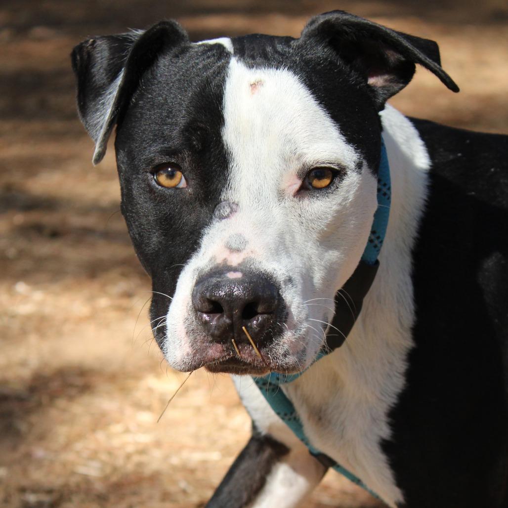 Enlarge Donnil, a Adoptable mixed breed in Valley, AL image 1/6